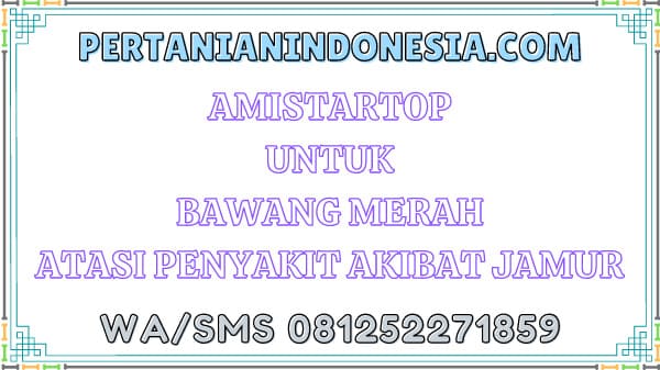 Amistartop Untuk Bawang Merah Atasi Penyakit Akibat Jamur